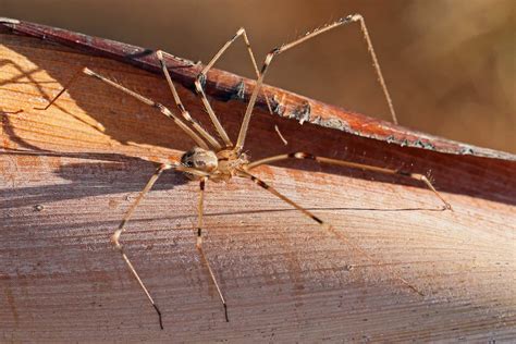 Daddy Long Legs (@patootiepeach) .